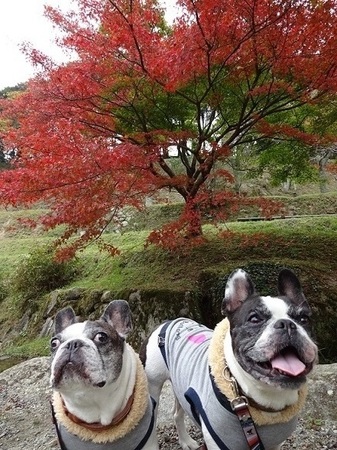 紅葉1.jpg
