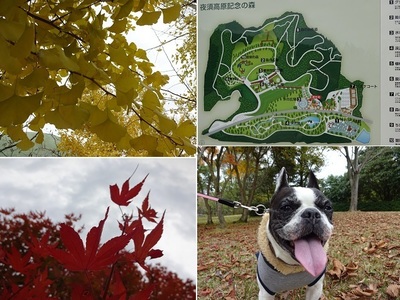 紅葉5.jpg
